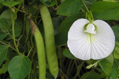 Clitoria ternatea